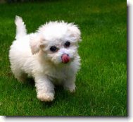 Bichon frise