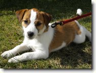Parson Russel Terrier