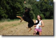 Chodsk� pes