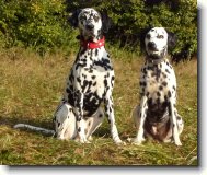 Dalmatian \(Dog standard\)