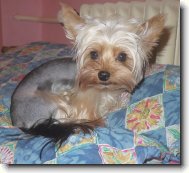 Yorkshire Terrier