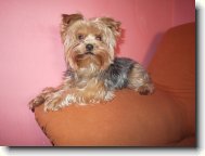 Yorkshire Terrier