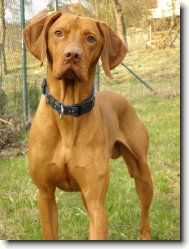 Hungarian short-haired pointer \(vizsla\) \(Dog standard\)