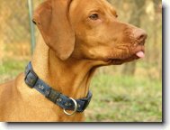 Hungarian short-haired pointer \(vizsla\) \(Dog standard\)