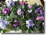 moje kr�sky cel� 12