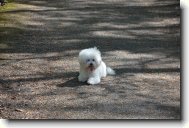 Bichon frise