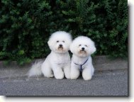 Bichon frise