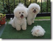 Bichon frise