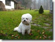 Bichon frise