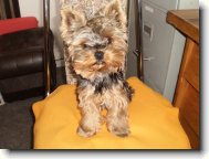 Yorkshire Terrier