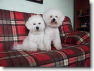 Bichon frise