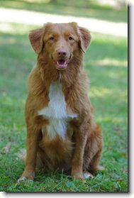 Romy Rudolfovsk� sk�la