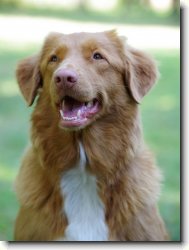 Romy Rudolfovsk� sk�la - B�ra