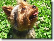 Jork��rsk� terier, Yorkshire Terrier,