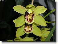 Cymbidium orchid