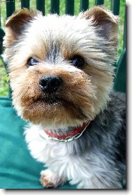 Jork��rsk� terier, Yorkshire Terrier,