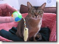 Abyssinian cat