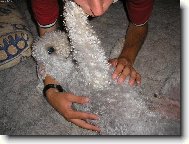 Bedlington terrier \(Dog standard\)