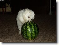 Bichon � poil fris�, Bichon Frise