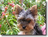 Jork��rsk� terier, Yorkshire Terrier,