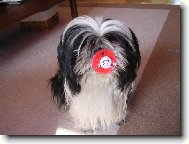 �icu, Shih-Tzu