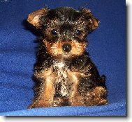 Jork��rsk� terier, Yorkshire Terrier,