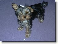 Jork��rsk� terier, Yorkshire Terrier,