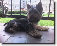 Jork��rsk� terier, Yorkshire Terrier,