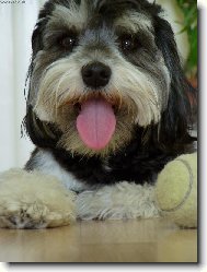 Bichon � poil fris�, Bichon Frise