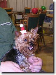 Jork��rsk� terier, Yorkshire Terrier,
