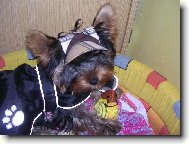 Jork��rsk� terier, Yorkshire Terrier,