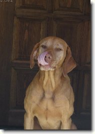 R�vidsz�r� Magyar Vizsla, Hungarian Short-haired Pointing Dog