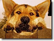 German Shepherd Dog