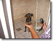 Jork��rsk� terier, Yorkshire Terrier,