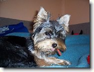 Jork��rsk� terier, Yorkshire Terrier,