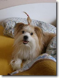 Jork��rsk� terier, Yorkshire Terrier,