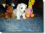 Maltese