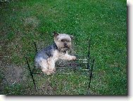 Jork��rsk� terier, Yorkshire Terrier,