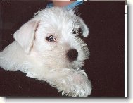 Zwergschnauzer, Miniature Schnauzer