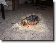 Jork��rsk� terier, Yorkshire Terrier,