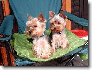 Jork��rsk� terier, Yorkshire Terrier,