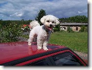 Maltese