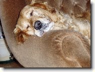 poledn� siesta
