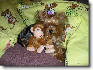 Jork��rsk� terier, Yorkshire Terrier,