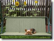 Jork��rsk� terier, Yorkshire Terrier,