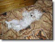 Maltese
