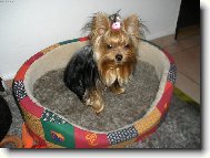 Jork��rsk� terier, Yorkshire Terrier,