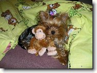 Jork��rsk� terier, Yorkshire Terrier,