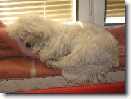 Maltese