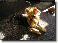 Jork��rsk� terier, Yorkshire Terrier,